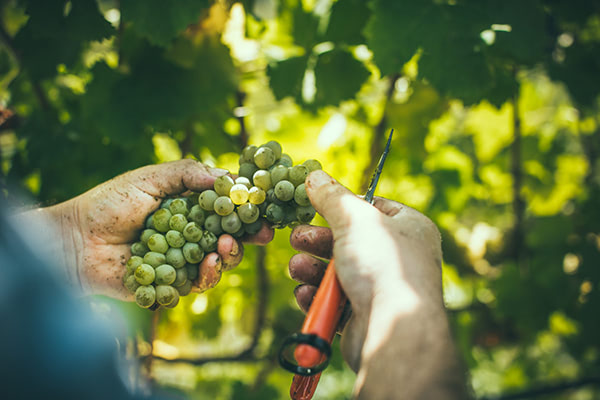 Beerenauslese Flein